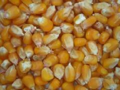 MAIS NAZ. BELGRANO MANGIME SEMPLICE KG. 25  SACCHI