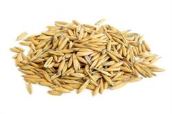 AVENA NAZ.LE MANGIME SEMPLICE       KG. 25  SACCHI