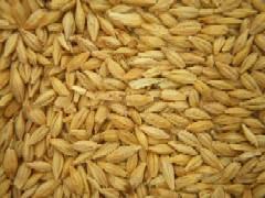 ORZO NAZIONALE USO ZOOT. KG. 25  SACCHI