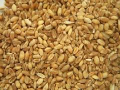 GRANO TENERO  USO ZOOT.  KG. 25 SACCHI