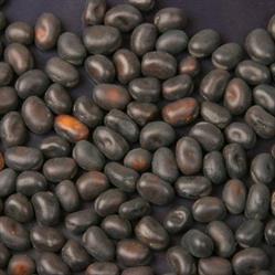 FAVINO NERO NAZ/LE - Mangime Semplice KG.25 SACCHI